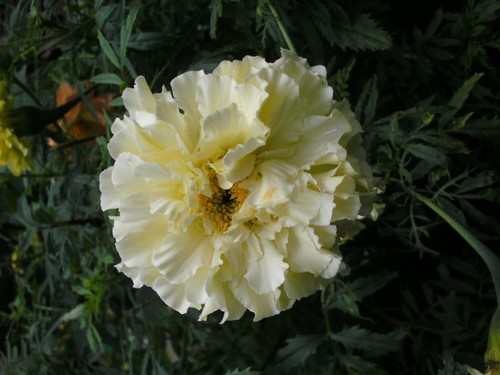 Tagetes schneekoppe 150 samen - 150,